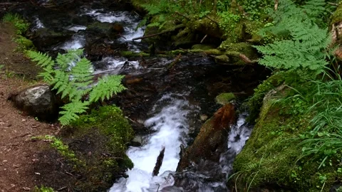 The current of the mountain river green grass on the shore of 4k close-up Stock Footage 137202648