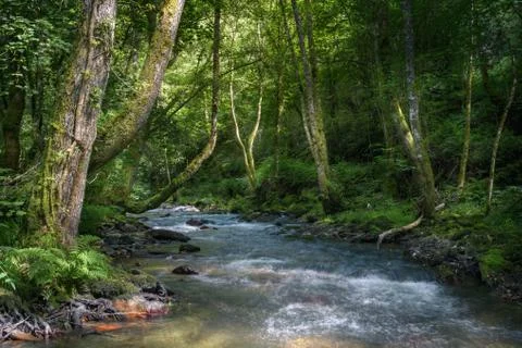 The current of a river winds through native forests Stock Photos