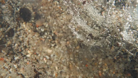 Current sways stems of underwater plant with gas bubbles Stock-Footage 243298433