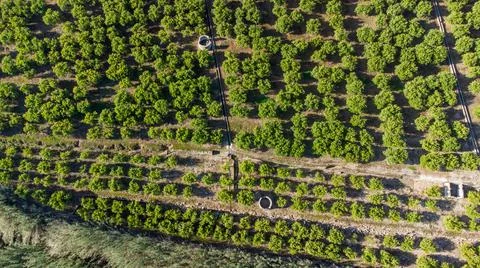 Current view of the orange fields of valencia Stock Photos