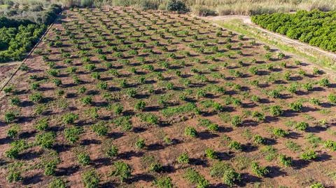 Current view of the orange fields of valencia Stock Photos