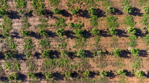 Current view of the orange fields of valencia Stock Photos