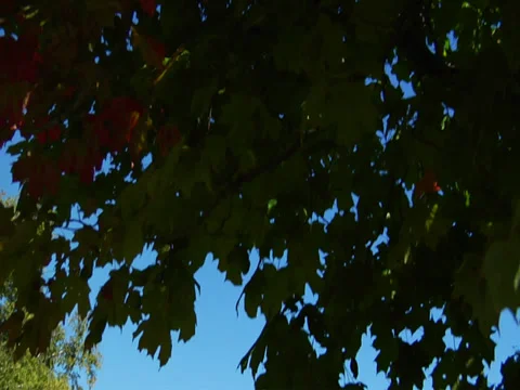 Currier's Seaplane Base Stock Footage 32625140