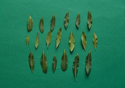 Curry leaf arranged in rows to form a pattern on a green background. Top view Stock Photos