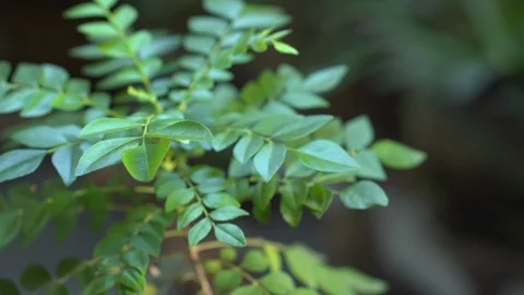 Curry Leaf Plant Stock-Footage 122703472