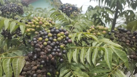 The Curry Leaf Plant Stock Footage 300158368