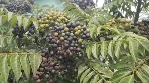 The Curry Leaf Plant Stock Footage 300158370