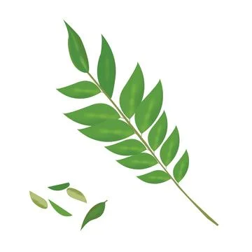 This is curry leave vector design Stock Illustration
