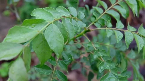 Curry leaves Stock Footage 147874724