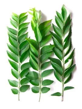 Curry leaves Stock Photos