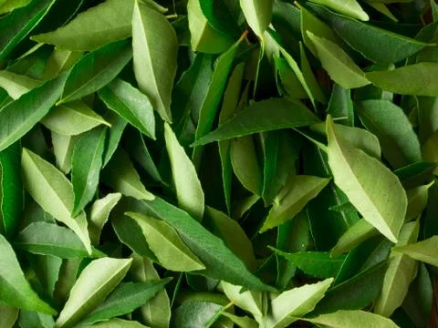 Curry leaves Stock Photos
