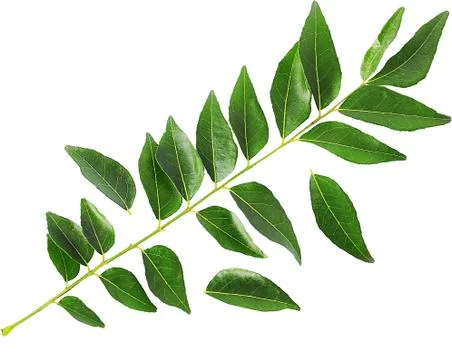 Curry leaves Stock Photos