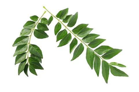 Curry leaves Stock Photos