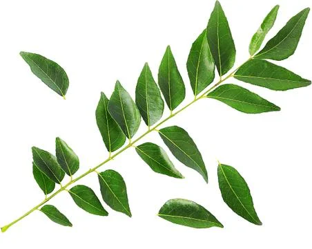 Curry leaves Stock Photos