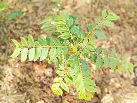 Curry leaves Stock Photos