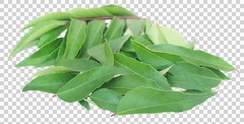 Curry Leaves Stock Photos