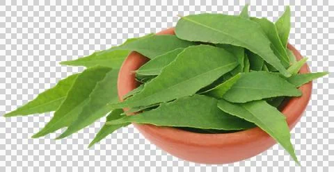 Curry Leaves Stock Photos