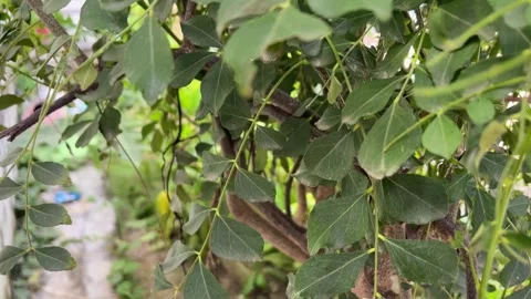 Curry Leaves Tree Close-Up | Sweet Neem Plant with Green Leaves Natural Footage Stock Footage 318728989