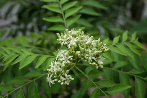 Curry leaves tree. Foto stock