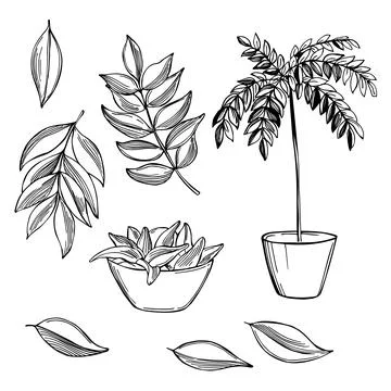 Curry leaves. Vector  illustration. Stock Illustration