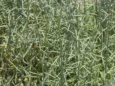 Curry Plant growing in soil Stock Footage 78077688