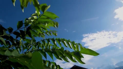 Curry tree Stock Footage 194803475