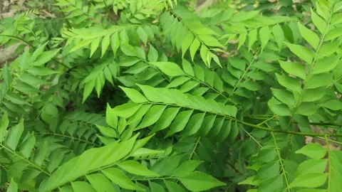 Curry tree, Murraya koenigii , Bergera koenigii, sweet neem leaves. Stock Footage 241103664