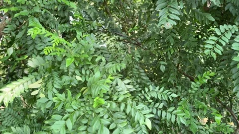 The curry tree (Murraya koenigii) or curry leaf tree in india Stockbeeldmateriaal 296725121