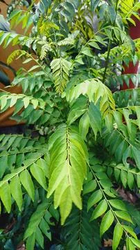 Curry Tree Stock Photos