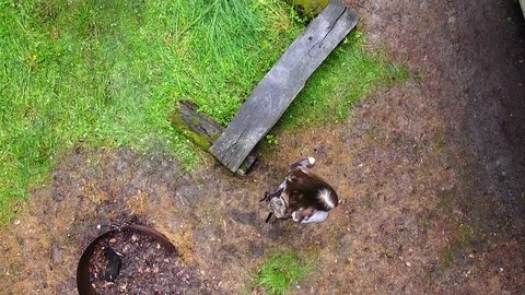 Cursed scene in the forest Video stock 76713098