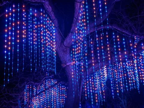 Curtain of Blue and Red String Lights Hanging from Large Tree at Night Foto stock