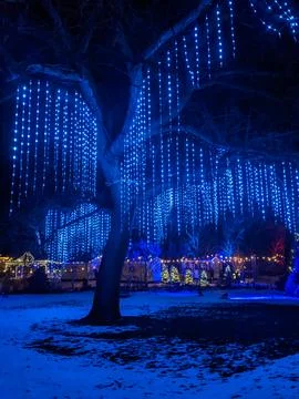 Curtain of Blue String Lights Hanging from Large Tree in Winter Night Park Stock Photos
