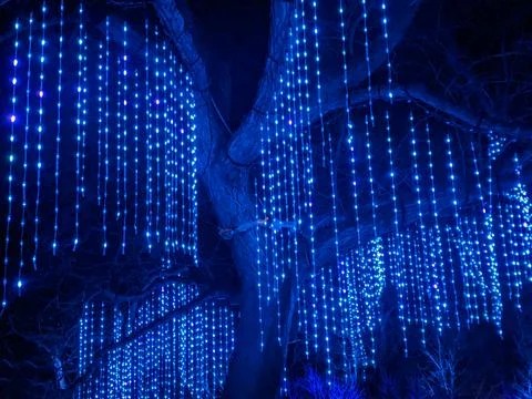 Curtain of Blue String Lights Hanging from Large Tree at Night Foto stock