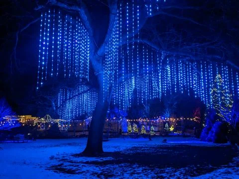 Curtain of Blue String Lights Hanging from Large Tree in Winter Night Park Stock Photos