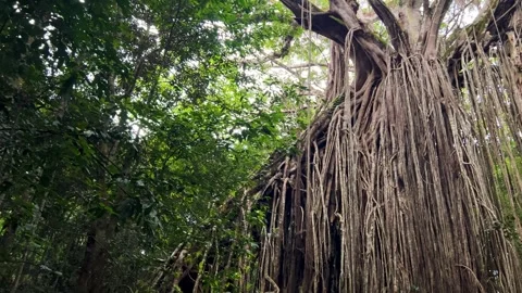 Curtain Fig Tree With Distinctive Aerial Roots On The Atherton Tableland In Stock Footage 314426031