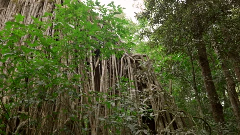 Curtain Fig Tree panning down to emphasise height and exotic root pattern Stock Footage 323416452