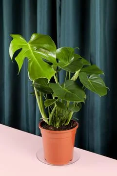 Curtain monstera deliciosa Stock Photos