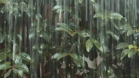 Curtain of rain Stock Footage 148779744