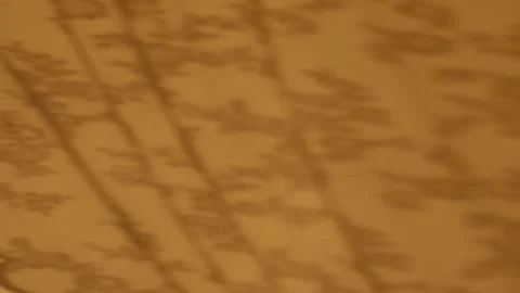Curtain Shadow Cast on White Wall with Natural Sunlight Видео 330280904