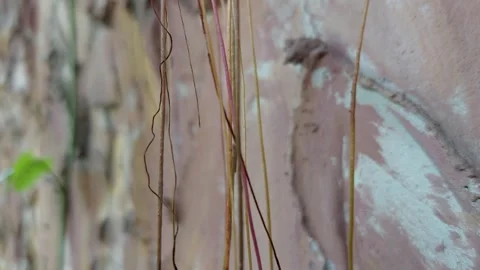 The curtain of tree roots swayed Stockbeeldmateriaal 260146849