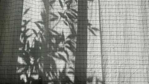 On the curtain you can see the shadow of the branches swaying in the wind Stock Footage 219431553