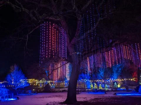 Curtains of Colorful LED String Lights Hanging from Mature Tree in Winter Par Stock Photos