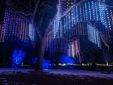 Curtains of Colorful LED String Lights Hanging from Mature Tree in Winter Par Stockfoto's