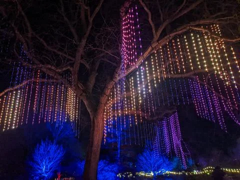 Curtains of Colorful LED String Lights Hanging from Mature Tree in Winter Par Stock Photos
