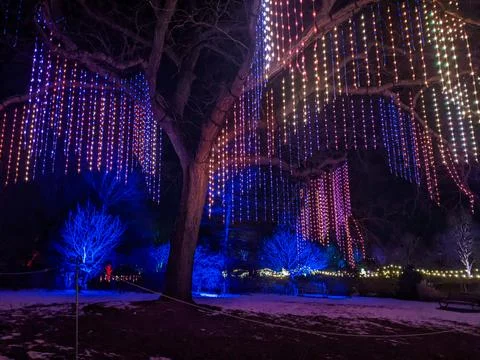 Curtains of Colorful LED String Lights Hanging from Mature Tree in Winter Par Stockfoto's