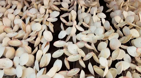 Curtains made of seashells Stock Footage 51083914
