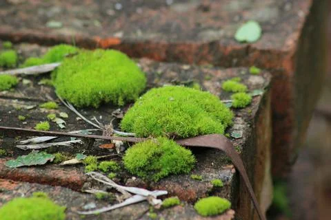 Curtains of moss on the bricks. Stock Photos