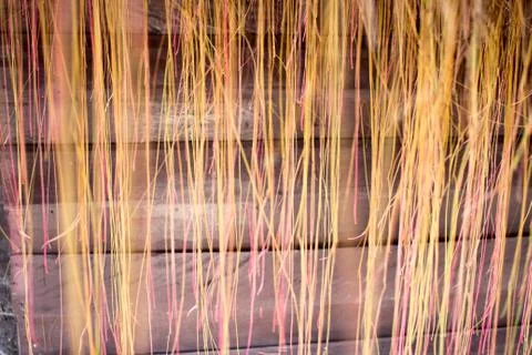 Curtains Trees Stock Photos