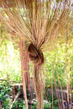 Curtains Trees Stock Photos