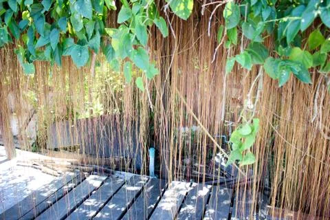 Curtains Trees Foto stock